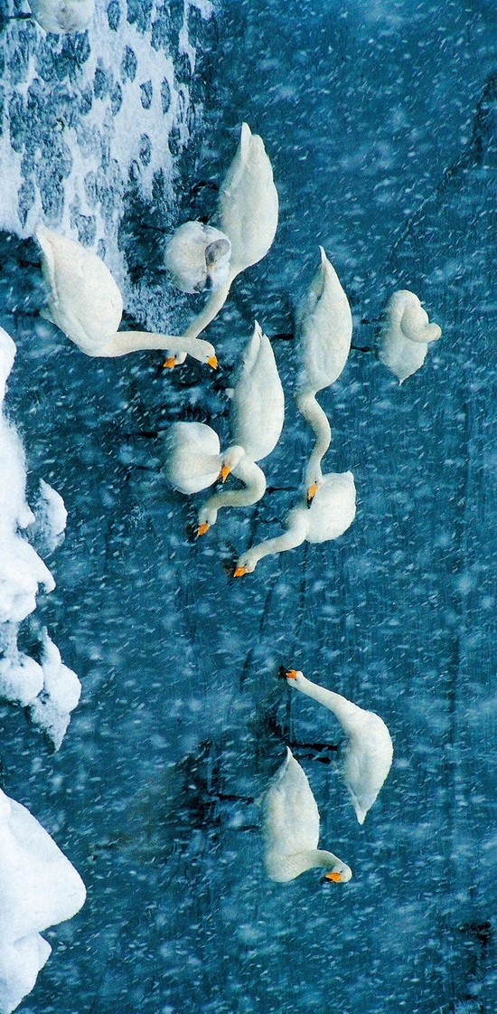 ▲雪景天鹅（供图/威海市委网信办）