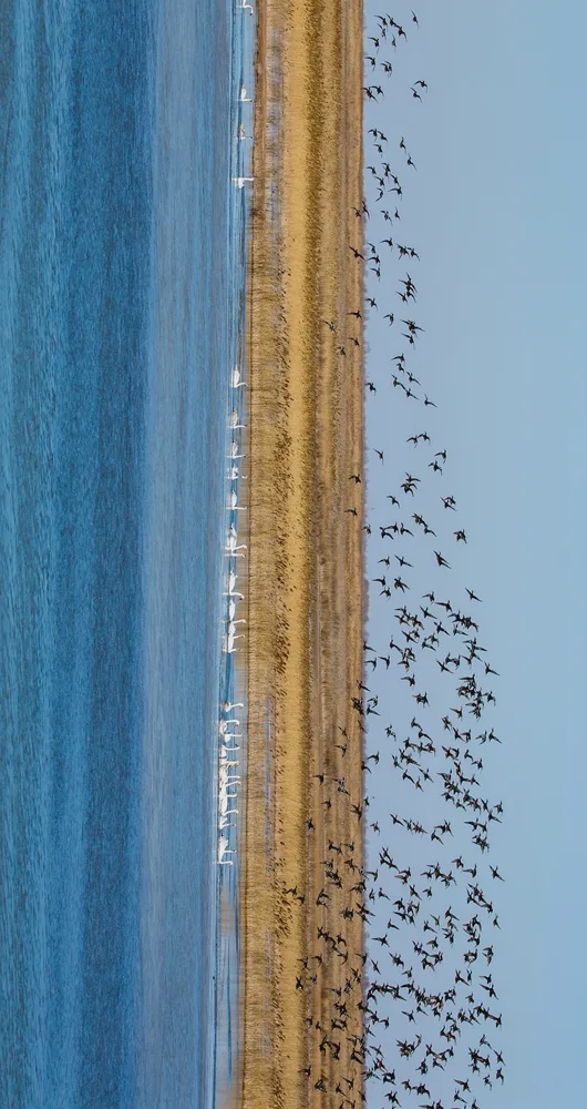 东营黄河口生态旅游区湿地对歌(图片来源/好客山东文化和旅游图片库)