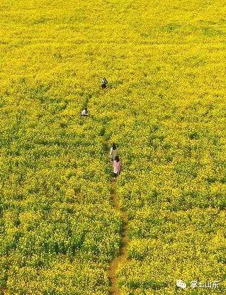 “飘香花街”