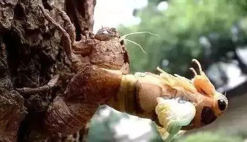 看看这位大哥