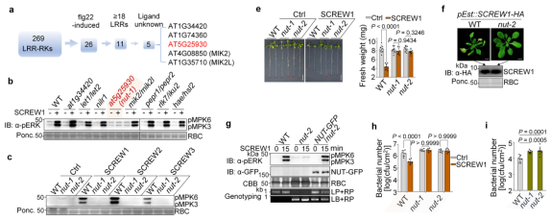 图3：SCREW1通过受体激酶NUT调控植物免疫