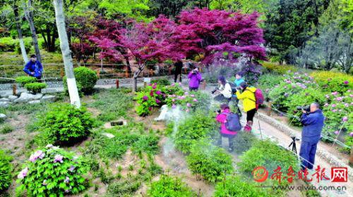 泉城公園內,有游客為了拍花放煙餅造仙氣兒。 “大明湖畔的少幫主”供圖