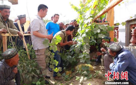 北京林果专家到新疆和田传授葡萄改良技术。 北京市支援合作办供图