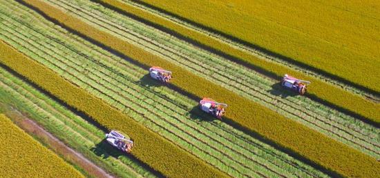 金秋十月，山东省临沂市郯城县10多万亩“股份水稻”喜获丰收。