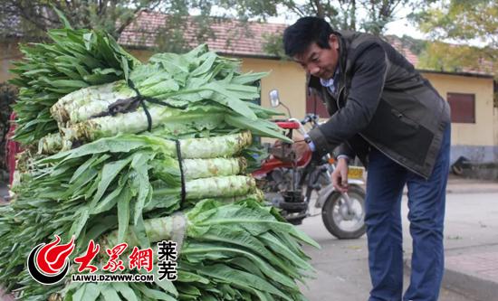 打包的萵苣