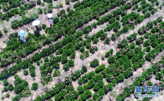 游人在山东青岛市即墨区俞家屯村药用芍药种植基地里赏花(无人机拍摄)。