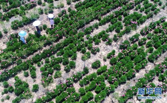 游人在山东青岛市即墨区俞家屯村药用芍药种植基地里赏花（无人机拍摄）。