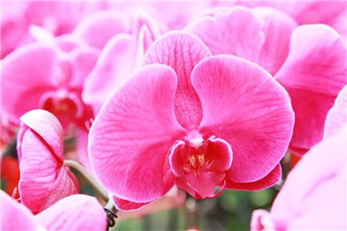爭相怒放的花兒