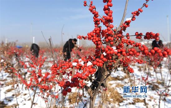 #(經(jīng)濟(jì))(1)映雪冬青別樣紅