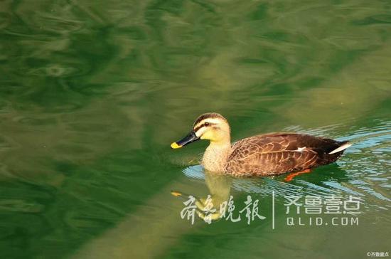 济南历阳湖经常有野鸭活动。壹粉供图