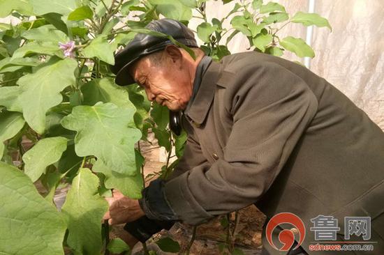 王光民在大棚里修剪茄子秧