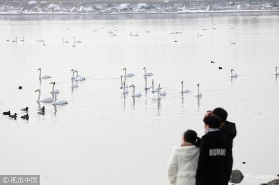 2018年2月21日,山东威海。游客在荣成樱花湖观赏天鹅。