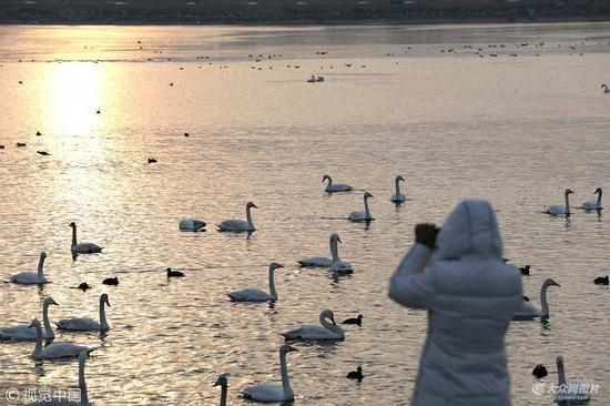 2018年2月21日,山东威海。游客在荣成樱花湖观赏天鹅。