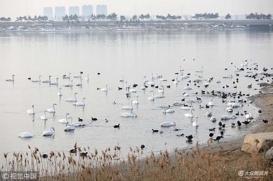 樱花湖、天鹅湖、烟墩角等多处大天鹅栖息点,每天游客络绎不绝。