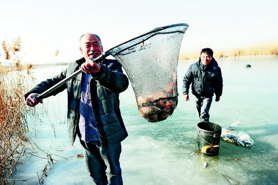 近日,馬踏湖東部的環湖河道里,在冰上捕魚收獲滿滿,捕魚人很開心。