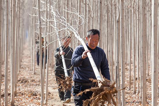 高青县田镇街道林源村村民马付祯在挖订单树苗，准备出售。