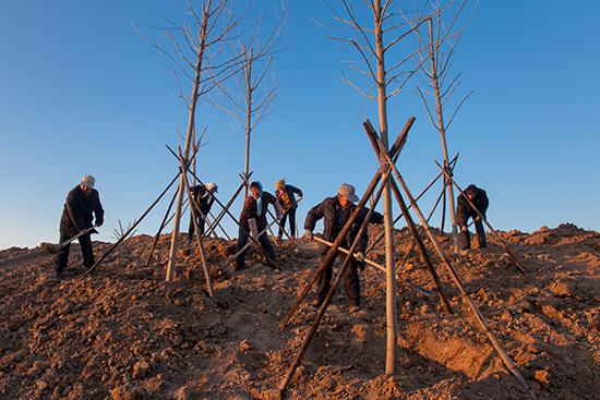 高青县李官湿地生态公园工人正在参加植树绿化劳动。