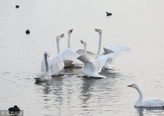 樱花湖、天鹅湖、烟墩角等多处大天鹅栖息点,每天游客络绎不绝。