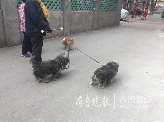 平時(shí)小區(qū)里遛狗的人不少