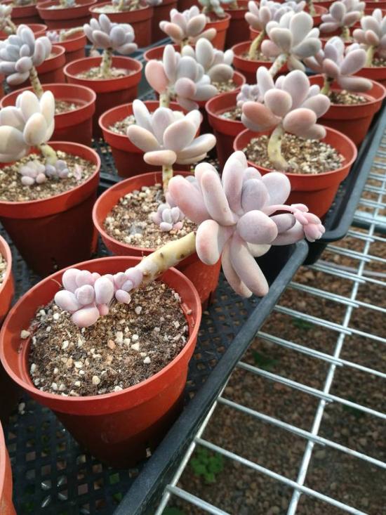 全国每卖出十株多肉植物就有六株来自青州花卉创业园
