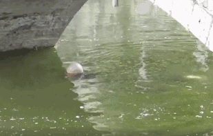 　　但是河水太淺，死活沉不下去...