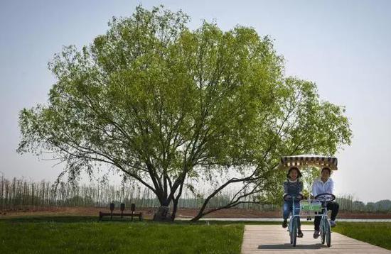 如何相守一生丨动物界爱情专家用行动示范