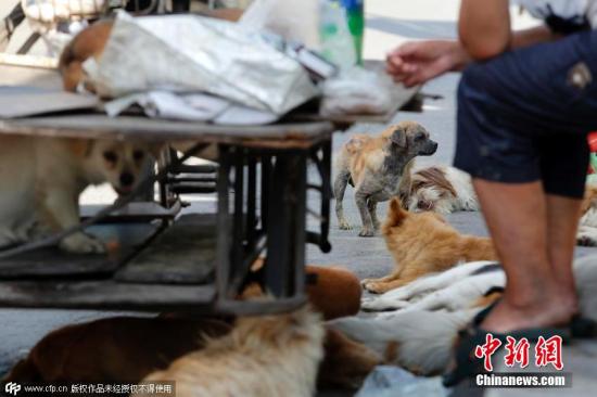 资料图:流浪狗。图片来源:CFP视觉中国