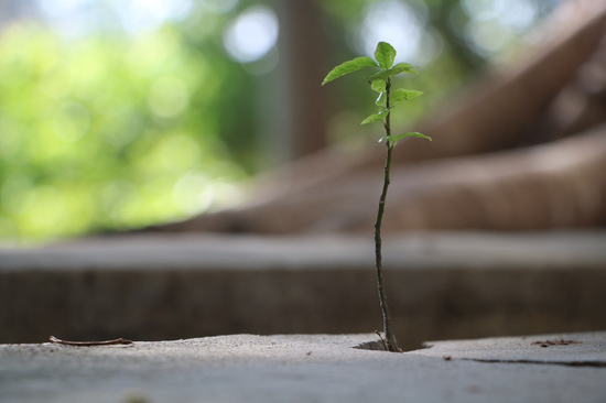 △任何一抹绿都蕴含着穿越整个山脉的力量