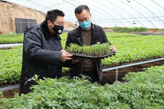 张延兵到信贷支持的蔬菜育苗大棚了解生产情况。孙晨光摄