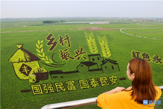 垦利区永安镇稻田画景观创意基地,多种色彩的水稻组成稻田画,成为美丽乡村的一道靓丽风景,吸引众多游人前来观光体验。 记者 周广学/摄