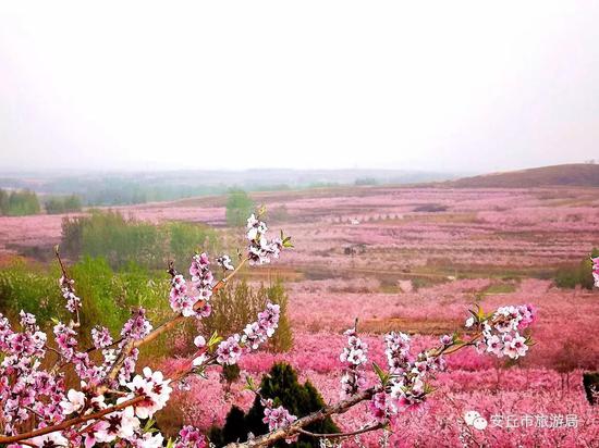2018·中国安丘桃花节即将开幕,精彩节目单