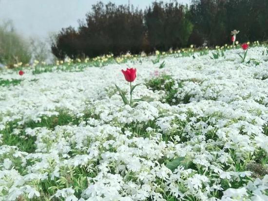 泰山花海欢迎你