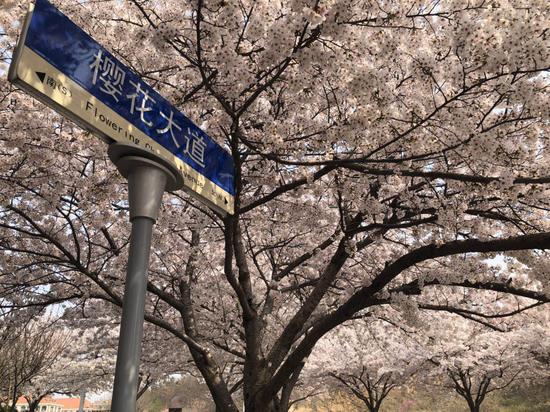 2020音乐统考排名_音乐考研|中央音乐学院2020年全国统考全日制硕士研究