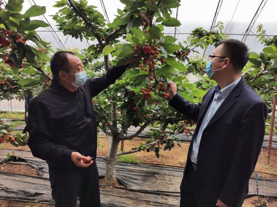 农行烟台分行工作人员在福山区门楼镇两甲村考察大棚樱桃种植,为发放“强村贷”做好调查工作。梁立魁 摄