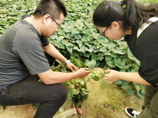商学院学生在田间地头感受劳动之美
