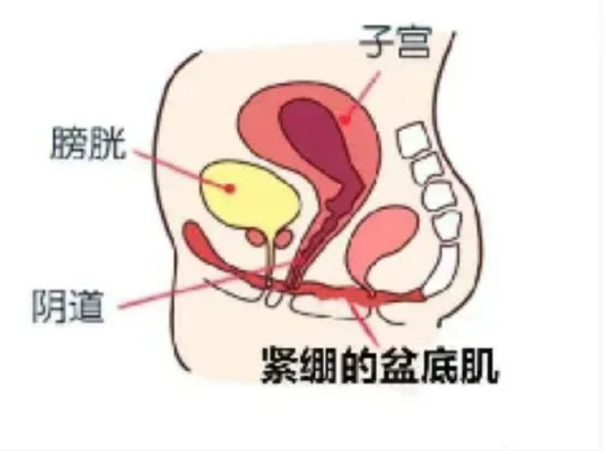 (图)正常的盆底肌