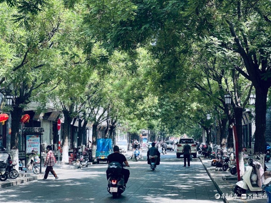 来看泰安最美林荫路