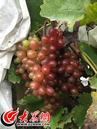 果园内种植的克瑞森葡萄