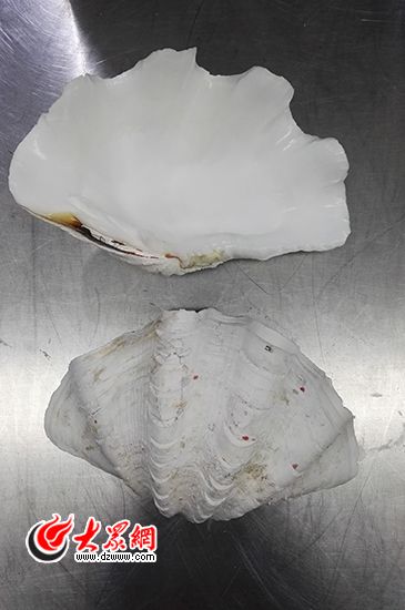 由于硨磲貝殼屬于我國法律明令禁止攜帶進境物品，且該品種屬于瀕危物種，機場辦工作人員在對該硨磲貝殼進行截留消毒后，移交海關做進一步處理。