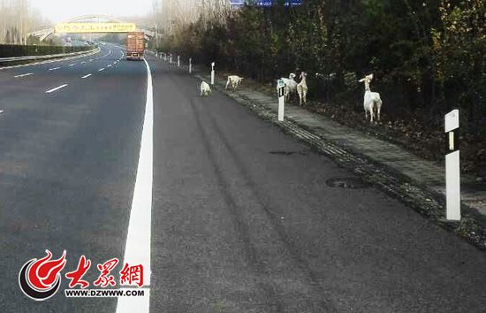 这群羊“目中无车”，在高速公路上溜达着闲逛，偶尔低下头吃几口草