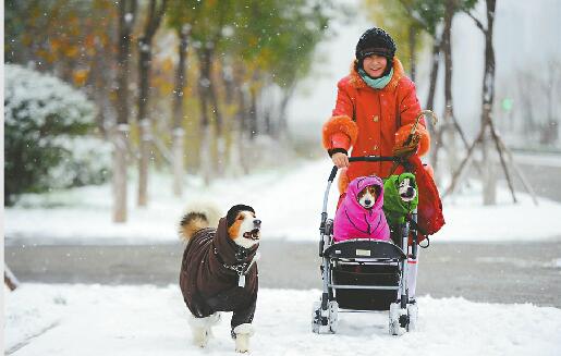 24日，市民来到户外感受冬雪带来的欢乐。 记者王锋 摄