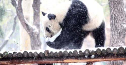 24日，濟南動物園，喜歡玩雪的大熊貓高興了，出了“別墅”不愿回去。本報記者 周青先 實習生 劉海天攝