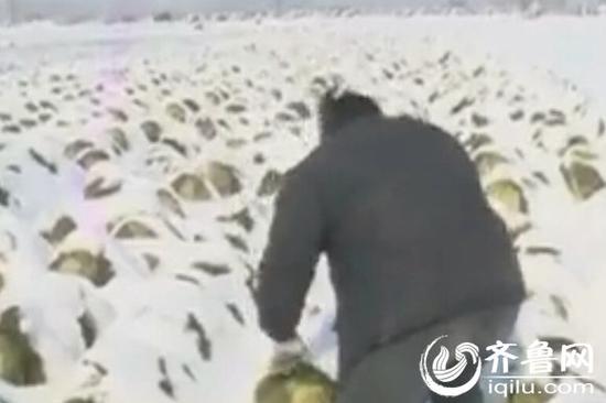 滞销的大白菜被埋在积雪下面（视频截图）