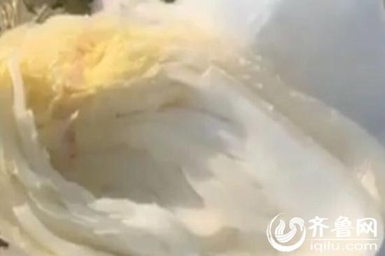 被冻伤的白菜需要扒掉几层叶子才能食用(视频截图)