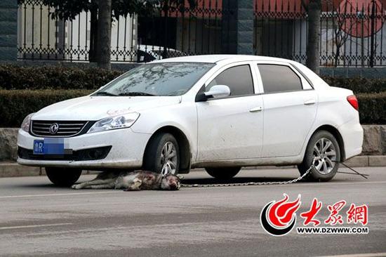 狗躺在車的前輪處,車輪被鐵鏈鎖住