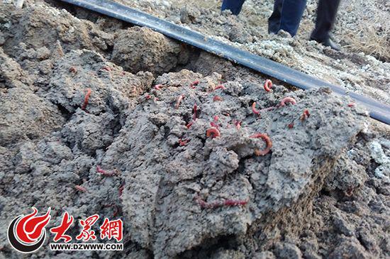晨鳴紙業每日可產生1000噸造紙污泥,污泥除部分制作肥料外,大多數都交由污泥養殖蚯蚓項目來處理。
