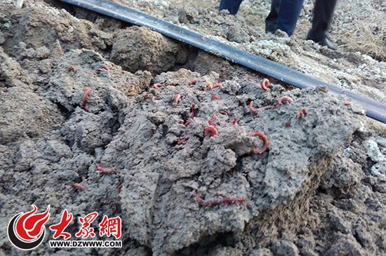 晨鸣纸业每日可产生1000吨造纸污泥,污泥除部分制作肥料外,大多数都交由污泥养殖蚯蚓项目来处理。