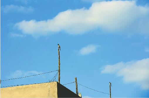 昨日在历城区石门村，两只喜鹊站在木杆上“享受”难得的蓝天白云。 记者张刚 摄