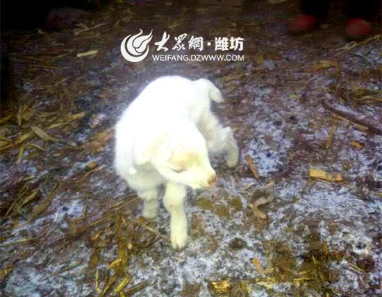 濰坊現三條腿