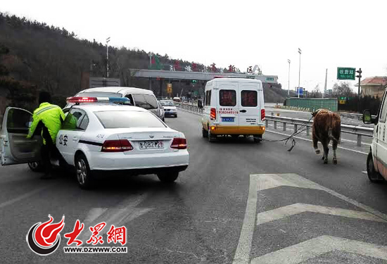 高速交警聯合路政部門連牽帶趕，才將黃?？刂谱? data-link=